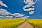 USA, Washington State, Palouse. Dirt road cutting through canola field Art Print